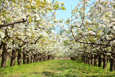 Armut ağaçları baharda çiçek açar.