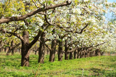 Armut ağaçları baharda çiçek açar.