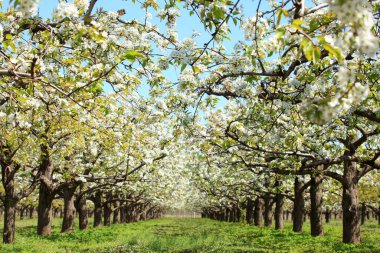 Armut ağaçları baharda çiçek açar.