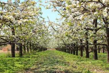 Armut ağaçları baharda çiçek açar.