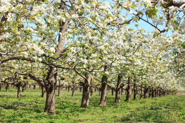 Armut ağaçları baharda çiçek açar.