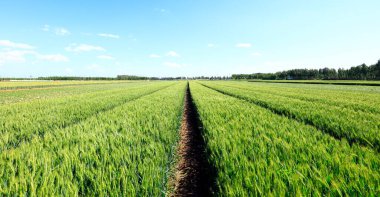 Yeşil buğday tarlaları, büyüyor, canlılık dolu.