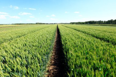 Yeşil buğday tarlaları, büyüyor, canlılık dolu.