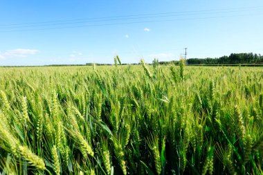 Yeşil buğday tarlaları, büyüyor, canlılık dolu.