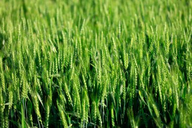 Yeşil buğday tarlaları, büyüyor, canlılık dolu.