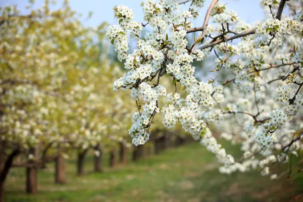 Päronträden Blommar Våren — Stockfoto