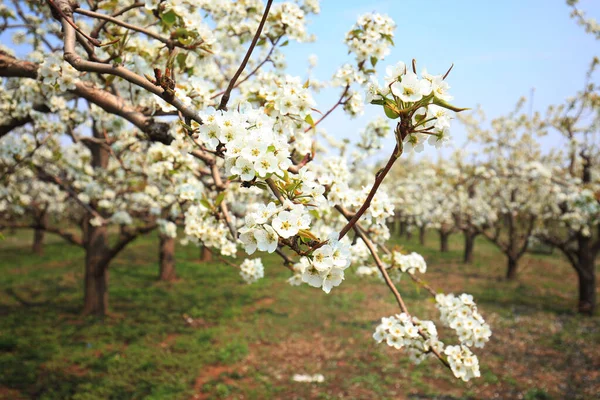 Päronträden Blommar Våren — Stockfoto