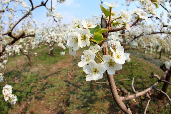 Päronträden Blommar Våren — Stockfoto