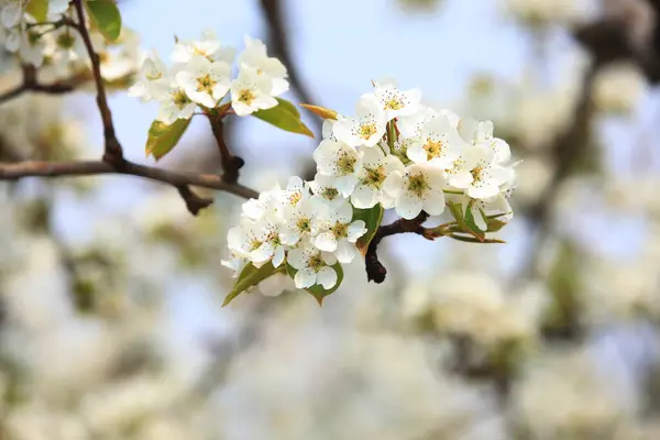 Päronträden Blommar Våren — Stockfoto