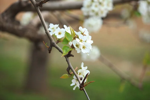Päronträden Blommar Våren — Stockfoto