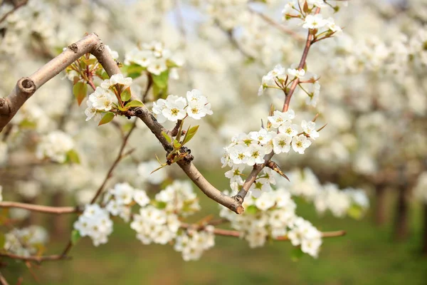 Päronträden Blommar Våren — Stockfoto