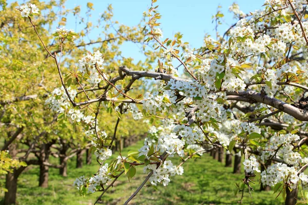 Päronträden Blommar Våren — Stockfoto