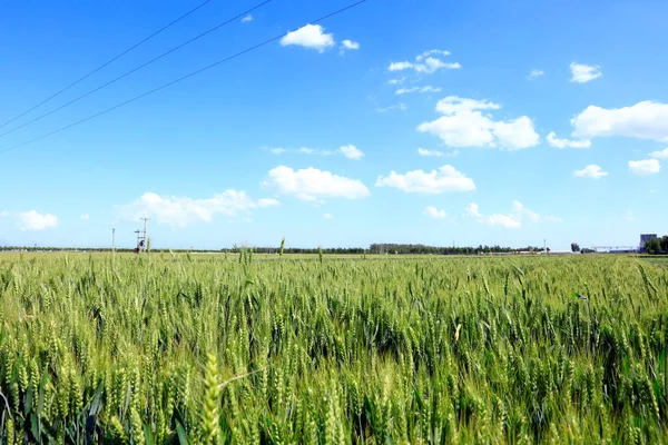 Поля Зеленої Пшениці Ростуть Повні Життєвої Сили — стокове фото