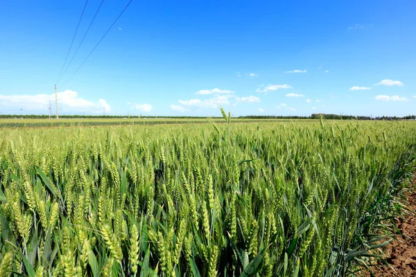緑の小麦畑は成長し活力に満ちています — ストック写真