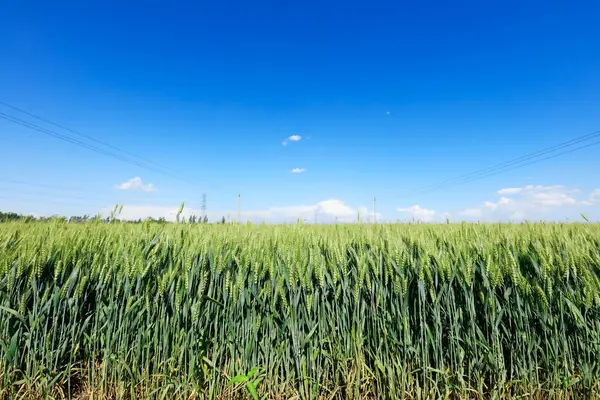 Поля Зеленої Пшениці Ростуть Повні Життєвої Сили — стокове фото