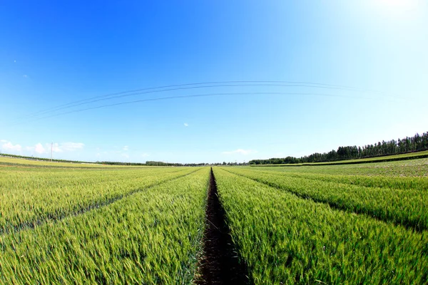 Los Campos Trigo Verde Creciendo Llenos Vitalidad —  Fotos de Stock