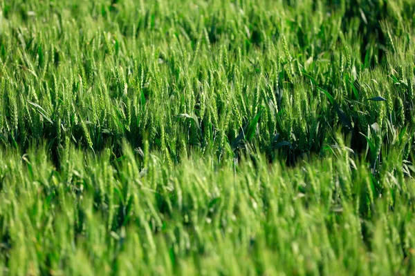 Die Grünen Weizenfelder Die Wachsen Voller Vitalität — Stockfoto