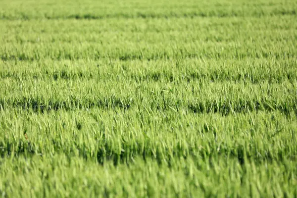 Los Campos Trigo Verde Creciendo Llenos Vitalidad —  Fotos de Stock