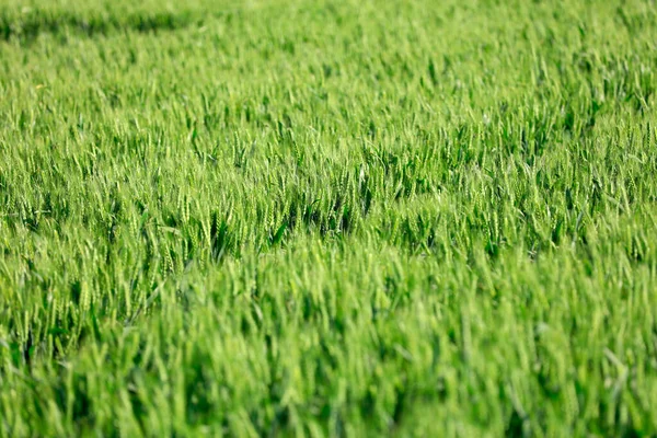 Green Wheat Fields Growing Full Vitality — Stock Photo, Image