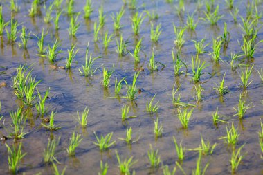 Pirinç tarlalarında pirinç tohumları. Çeltik tarlasında pirinç yetişiyor.