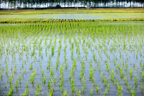 Plántulas Arroz Campos Arroz Arroz Está Creciendo Arrozal —  Fotos de Stock