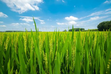 Pirinç tarlada yetişiyor. Pirinç tarlası mavi gökyüzünün altında.
