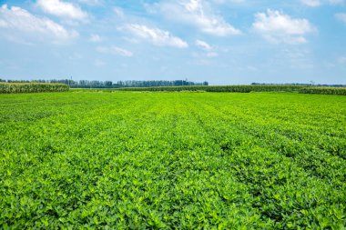  Fıstık tarlası, Fıstık tarlası. Tarlalarda yer fıstığı yetişiyor.