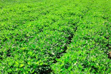  Fıstık tarlası, Fıstık tarlası. Tarlalarda yer fıstığı yetişiyor.