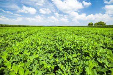  Fıstık tarlası, Fıstık tarlası. Tarlalarda yer fıstığı yetişiyor.