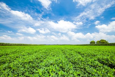  Fıstık tarlası, Fıstık tarlası. Tarlalarda yer fıstığı yetişiyor.