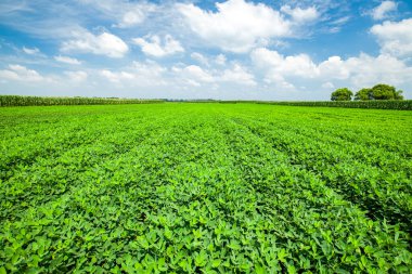  Fıstık tarlası, Fıstık tarlası. Tarlalarda yer fıstığı yetişiyor.