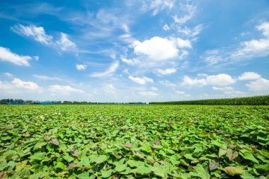 Tatlı patatesler tarlada yetişir