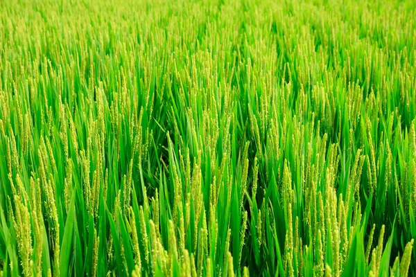 Rijst Groeit Het Veld Het Rijstveld Ligt Onder Blauwe Lucht — Stockfoto