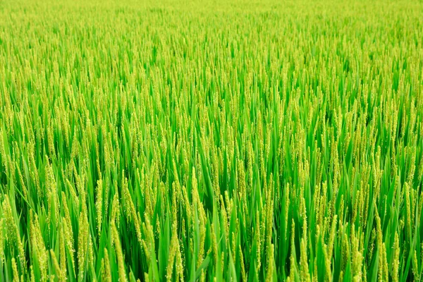 Arroz Está Creciendo Campo Campo Arroz Está Bajo Cielo Azul —  Fotos de Stock