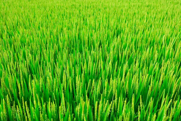 Rijst Groeit Het Veld Het Rijstveld Ligt Onder Blauwe Lucht — Stockfoto