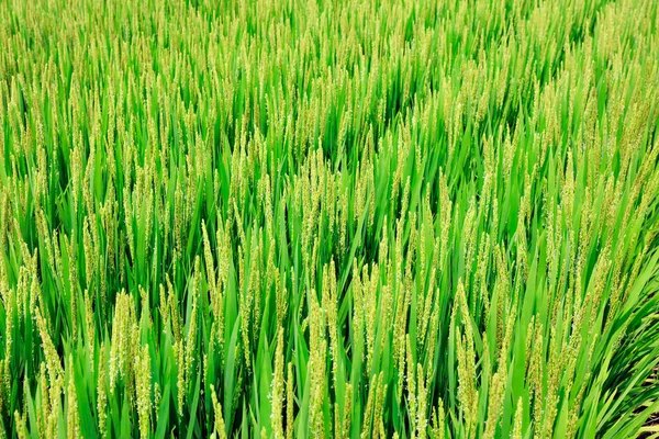 Ρύζι Μεγαλώνει Στο Χωράφι Χωράφι Ρύζι Είναι Κάτω Από Τον — Φωτογραφία Αρχείου