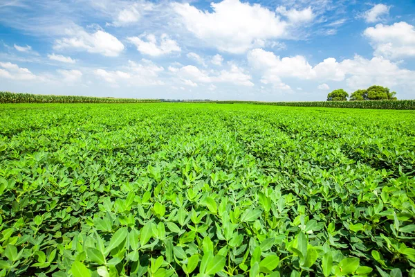 Campo Amendoim Campos Plantação Amendoim Amendoins Estão Crescendo Nos Campos — Fotografia de Stock