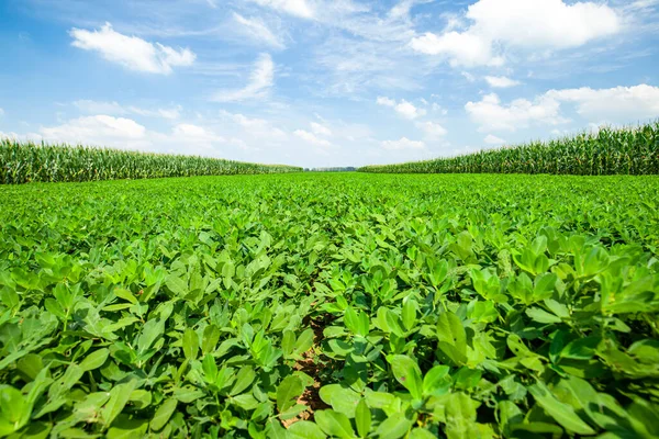 Peanut Field, Peanut plantation fields. Peanuts are growing in the fields