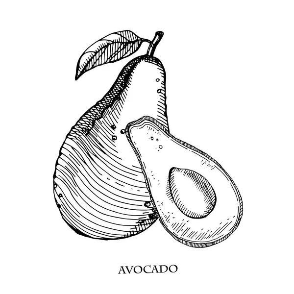 Avokado handritad vektor illustration.Detaljerad gravyr stil skiss.Tropisk sommar frukt, isolerad på den vita bakgrunden. — Stock vektor