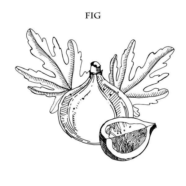 Feige handgezeichnete Vektorillustration. Detaillierte Stilskizze zum Stich. Sommerfrüchte, isoliert auf weißem Hintergrund. — Stockvektor