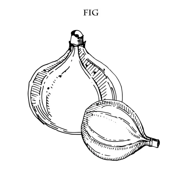 Illustrazione vettoriale disegnata a mano fig. Frutto estivo, isolato sullo sfondo bianco. — Vettoriale Stock