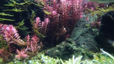 Güzel su bitkileri ve taştaki balıklar