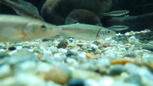 Ikan Kecil Beristirahat Pada Kerikil Pada Latar Belakang Cahaya — Stok Video