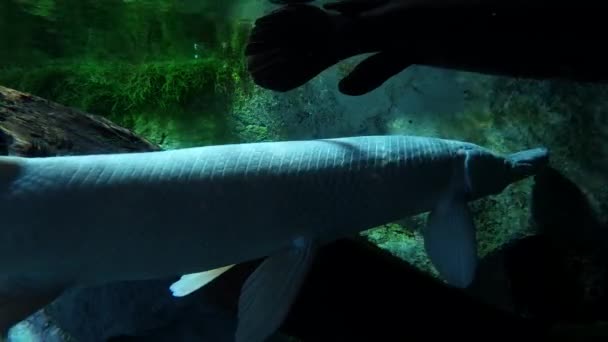 Tichý Zbytek Černé Bílé Obří Ryby — Stock video