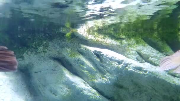 Zwei Mürrische Lustig Aussehende Große Arowana Fische Einem Hellen Becken — Stockvideo