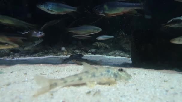 Various Fish Resting Bright Sand — Stock Video