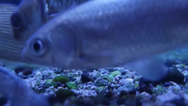 Eine Muschel Und Fische Sand — Stockvideo