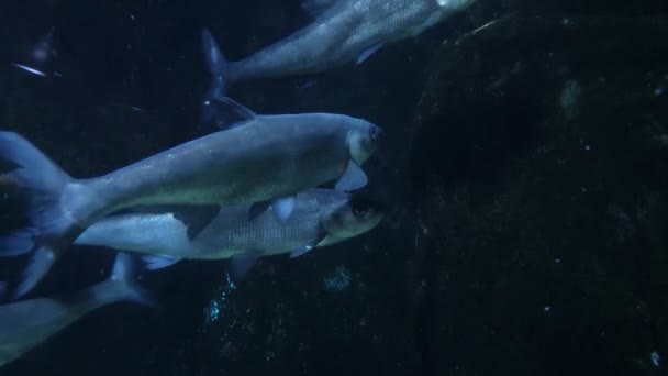 Karanlık Bir Kayanın Önünde Dinlenen Bir Balık Arkadaşları — Stok video