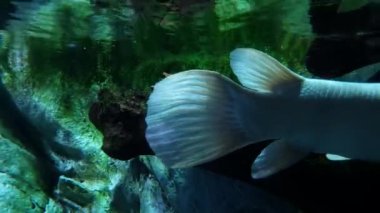 İki dev beyaz Arowana ve siyah Arowana balığının kuyruğunun aksine.