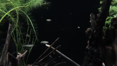 Su bitkileri ve ağaçların arasında oynayan balıklar